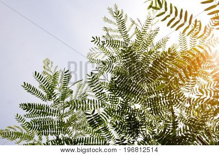 fresh green Leucaena leucocephala plant in nature garden