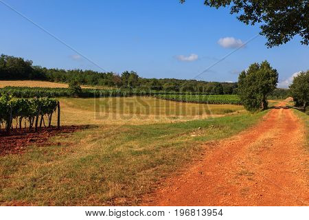 View of vineyards in the Istrian countryside