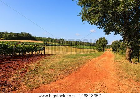 View of vineyards in the Istrian countryside
