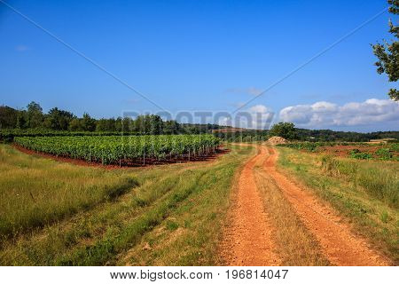 View of vineyards in the Istrian countryside