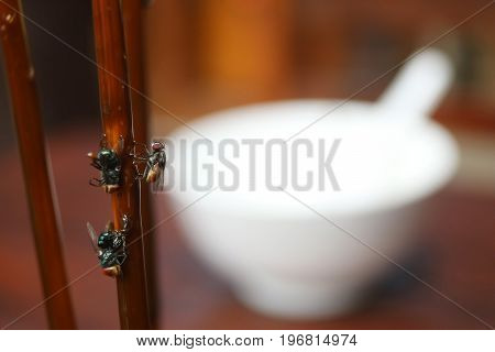 Fly stuck on glue traps on the dining table.