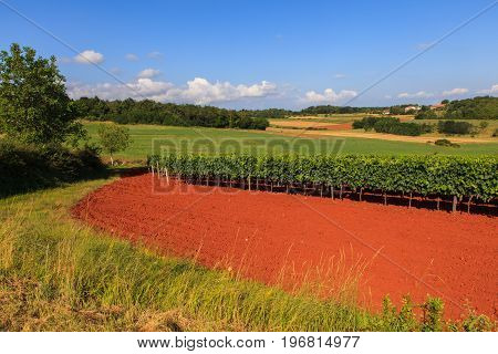 View of vineyards in the Istrian countryside