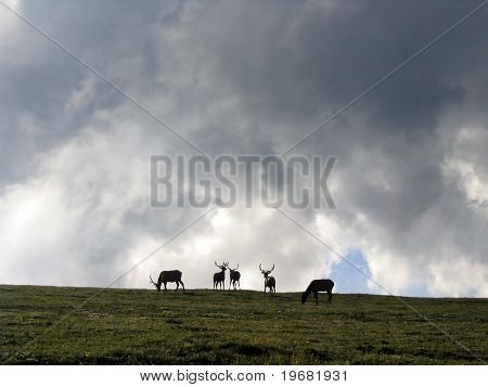 Elk Panorama