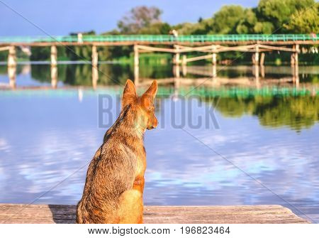 The dog is waiting at the dock