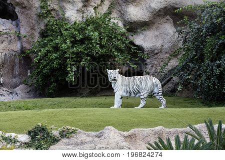 Protected white tiger in the wilderness. Now very rare outside of zoos the endangered big cat is hunted for its highly prized fur.