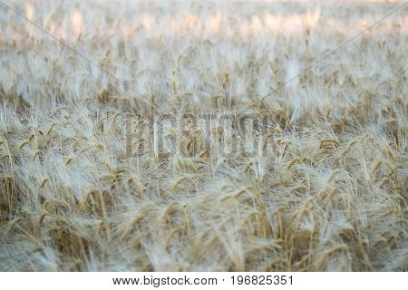 Field Of Ripe Rye In The Early Morning. Background