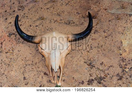 Cow skull with horns cattle bull head on dry sand in the desert.