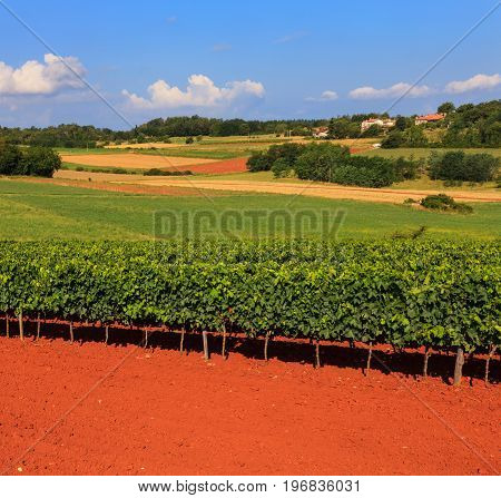 View of vineyards in the Istrian countryside