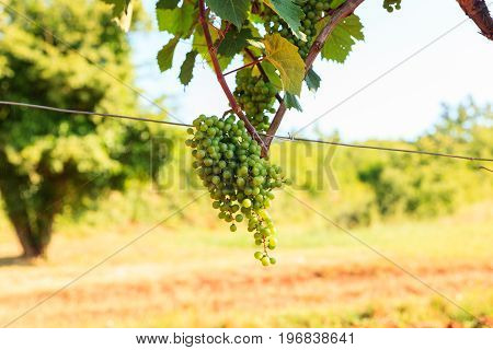 Grape harvest in the vineyards strian countryside