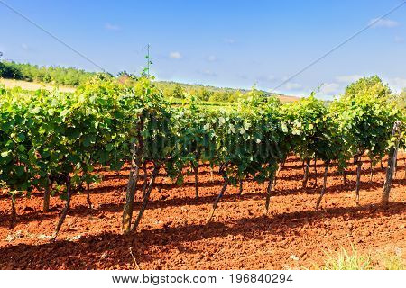 View of vineyards in the Istrian countryside