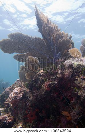 Coral Formation, Underwater Shoot, Color Image, Blue