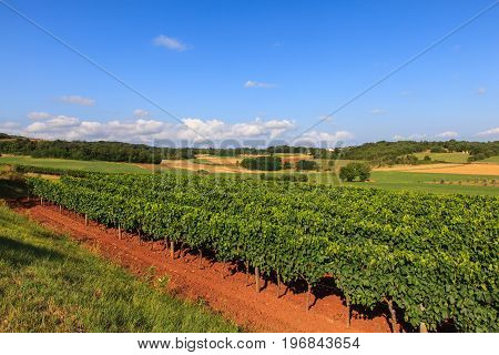 View of vineyards in the Istrian countryside