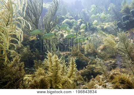 School Of French Grunts, Underwater Shoot, Color Image, Blue