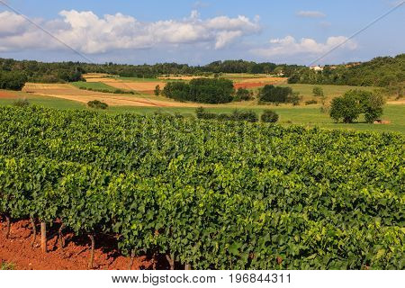View of vineyards in the Istrian countryside
