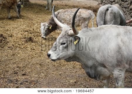 podolian cow