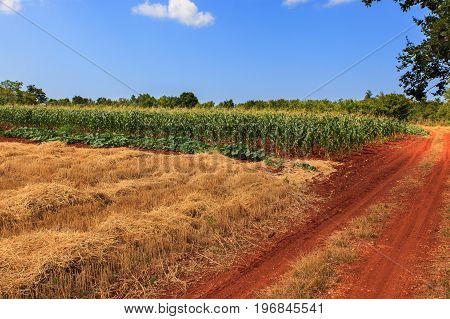 View of Istrian countryside in the summer season