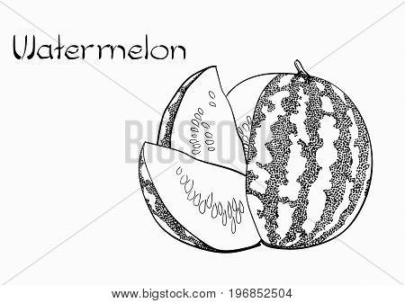 Vector Watermelon Vegetarian healthy treating hand drawn illustration. Use for bar, cocktail, flyer, banner, store