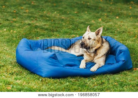 dog on his bed, green grass background