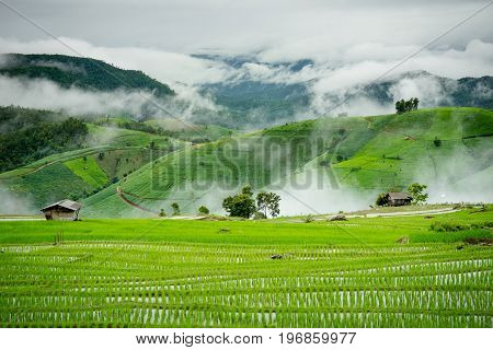 Green rice Terraces with morning mist at Ban Papongpieng Chiangmai Thailand