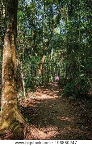 Itatiaia, Brazil - January 20, 2015. Trail with people in the middle of the forest in the Itatiaia Park, an altitude park, known for its animal diversity, trails and waterfalls. Rio de Janeiro State