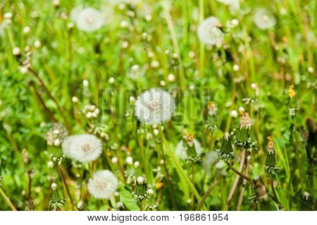 Fluffy dandelion on a green sunny lawn