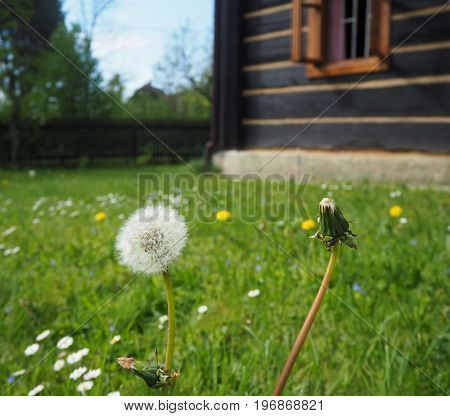 close up dandelion on the blooming grass with old timbered folksy cattage