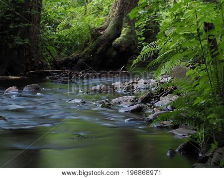 Long exposure magic forest stream with stones trees and fern