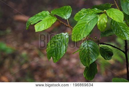 Close Up Ants On A Wet Beech Tree Branch