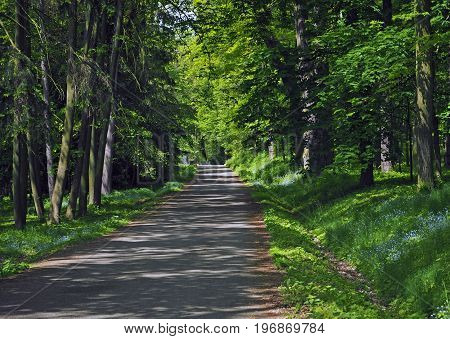 Road Path In The Spring Forest With Blooming Forget-me-not