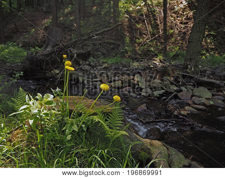 Dandelions And Fern With The Forest Rocky Steam