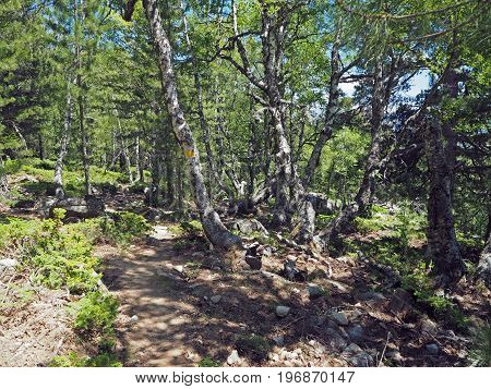 Yellow Marked Footpath In The Birch And Pine Forest