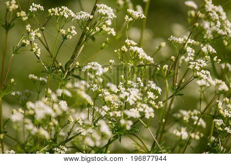 A beautiful white bedstraws blossoming in a summer meadow. Vibrant closeup with a shallow depth of field.