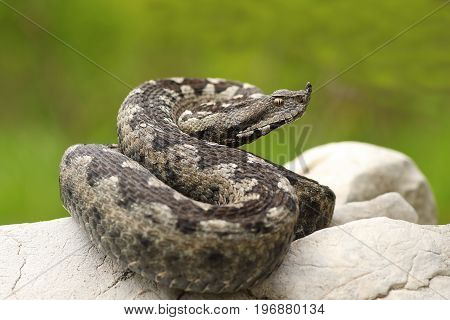 beautiful nosed viper on a rock ( Vipera ammodytes image taken in natural habitat on a wild animal )