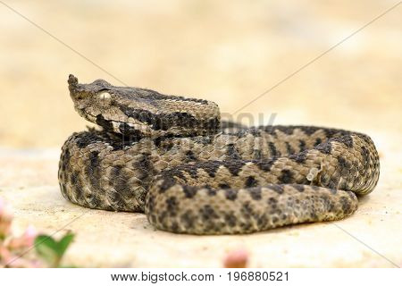 juvenile sand viper resting on a rock; these dangerous european snakes are basking on sunny spots in rocky areas ( Vipera ammodytes )