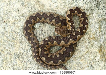 poisonous viper basking on stone in natural habitat ( Vipera ammodytes )