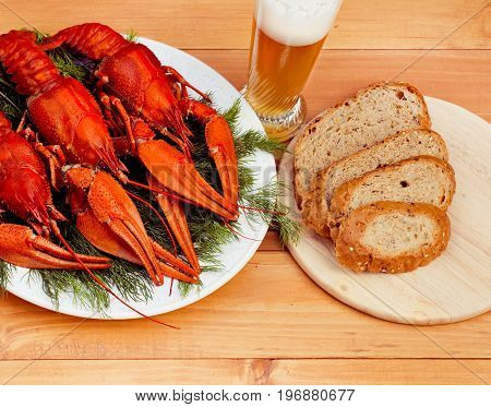 Boiled red crawfish on a white plate with green fennel on a wooden background. Tasty red steamed rawfish closeup on wood table, glass of beer and rye bread, seafood dinner, nobody.