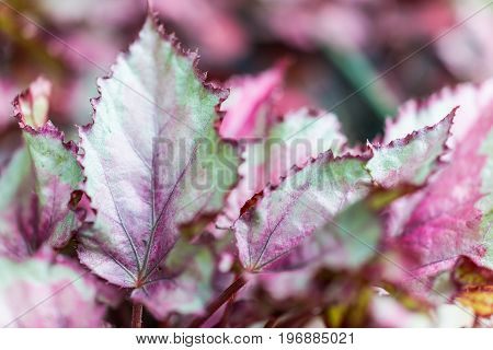 Macro Closeup Of Green And Purple Rex Begonia Leaves