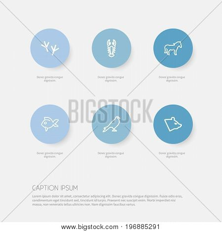Set Of 6 Editable Zoology Outline Icons. Includes Symbols Such As Bird Trace, Steed, Turbot And More
