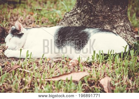 Close-up View Of A Brown Thai Cat Aying Down On Road.