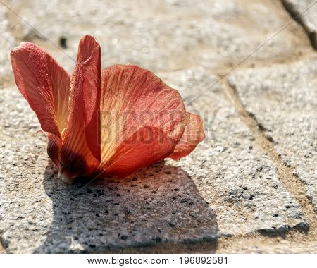 Flower lying on the sidewalk in a counterlight closeup