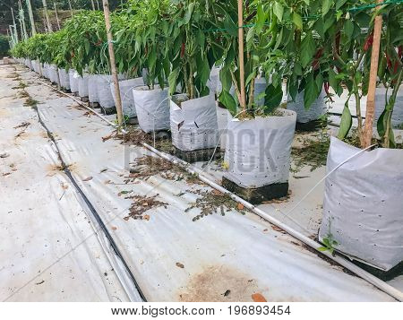 Modern chili farm with fertigation , irrigation system
