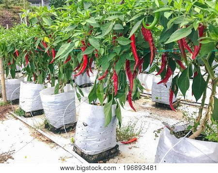 Modern chili farm with fertigation , irrigation system