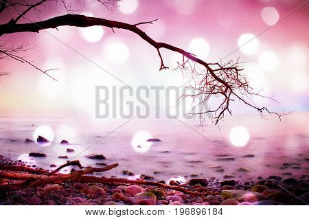 Film grain effect. Romantic morning. Bended tree above sea level boulders sticking out from smooth waves. Pink horizon with first hot sun rays.