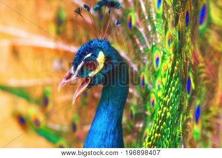 head of a peacock with an open beak against the background of an open bright colored tail. Close-up