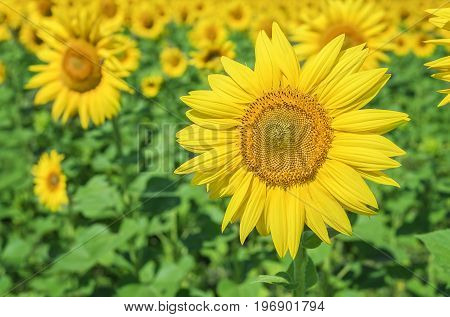 Field of sunflowers on a sunny summer day.