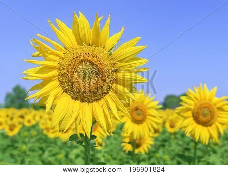 Field of sunflowers on a sunny summer day.