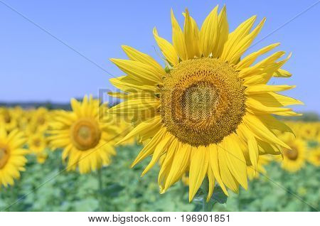 Field of sunflowers on a sunny summer day.