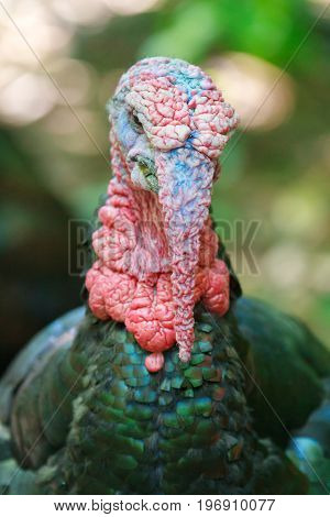 north american wild turkey with large wattles