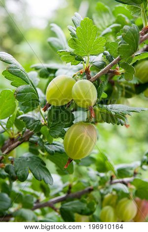 Branch Of Gooseberry With Green Berries And Leaves In The Garden..