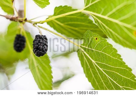 Ripe Black Berries On Mulberry Tree Close Up